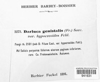 Darluca genistalis image